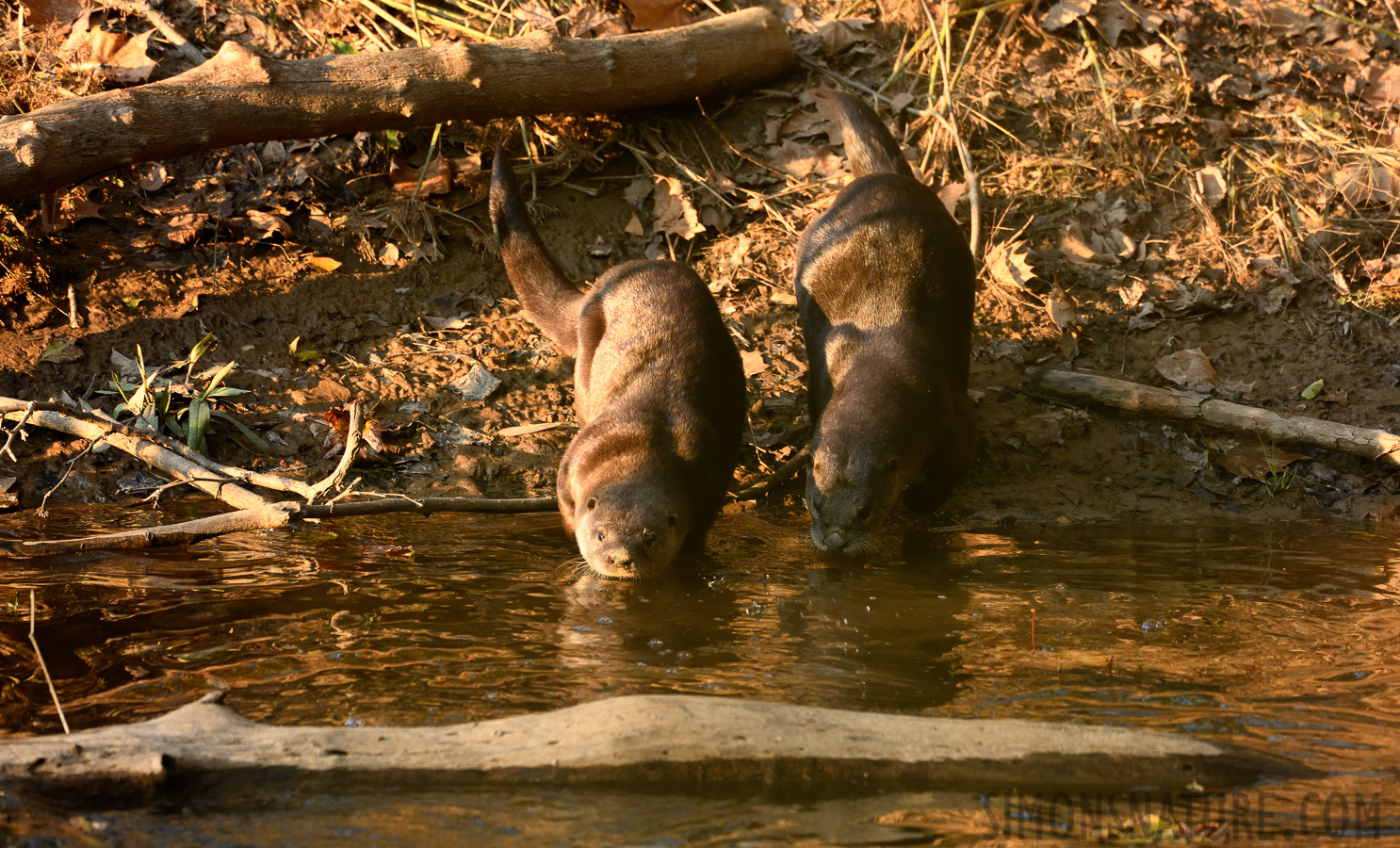 Lontra canadensis lataxina [400 mm, 1/320 Sek. bei f / 7.1, ISO 1600]